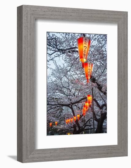 Red Lanterns Illuminating the Cherry Blossom in the Ueno Park, Tokyo, Japan, Asia-Michael Runkel-Framed Photographic Print