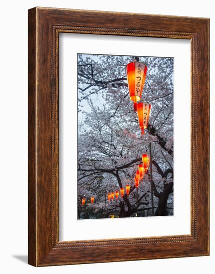 Red Lanterns Illuminating the Cherry Blossom in the Ueno Park, Tokyo, Japan, Asia-Michael Runkel-Framed Photographic Print