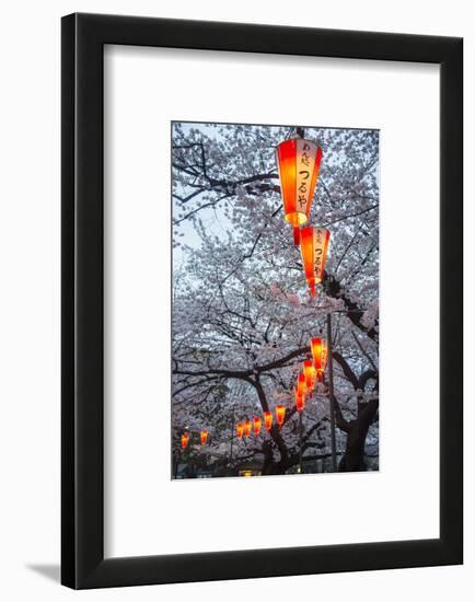 Red Lanterns Illuminating the Cherry Blossom in the Ueno Park, Tokyo, Japan, Asia-Michael Runkel-Framed Photographic Print