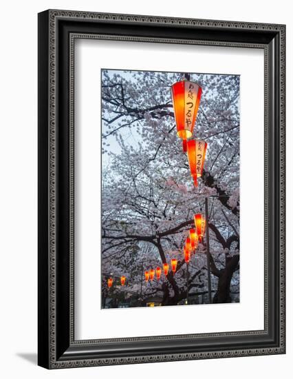 Red Lanterns Illuminating the Cherry Blossom in the Ueno Park, Tokyo, Japan, Asia-Michael Runkel-Framed Photographic Print