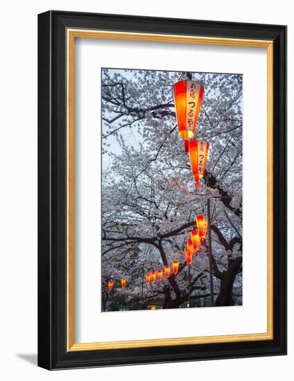 Red Lanterns Illuminating the Cherry Blossom in the Ueno Park, Tokyo, Japan, Asia-Michael Runkel-Framed Photographic Print