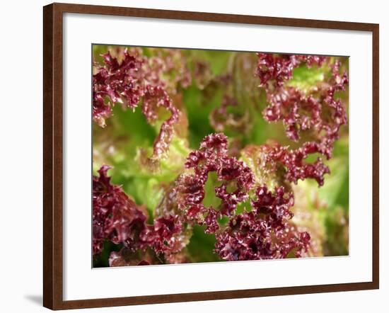 Red Leaf Lettuce (Lollo Rosso)-Foodcollection-Framed Photographic Print