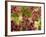 Red Leaf Lettuce (Lollo Rosso)-Foodcollection-Framed Photographic Print