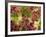 Red Leaf Lettuce (Lollo Rosso)-Foodcollection-Framed Photographic Print