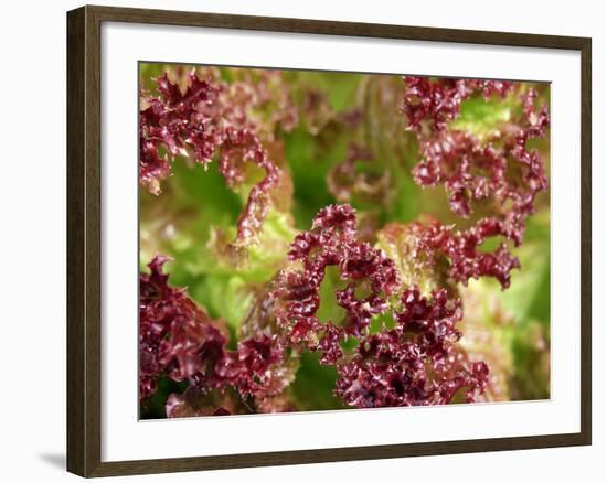 Red Leaf Lettuce (Lollo Rosso)-Foodcollection-Framed Photographic Print