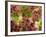 Red Leaf Lettuce (Lollo Rosso)-Foodcollection-Framed Photographic Print