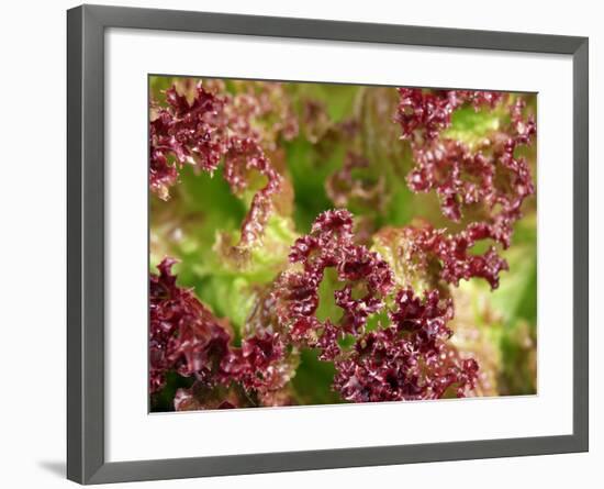Red Leaf Lettuce (Lollo Rosso)-Foodcollection-Framed Photographic Print