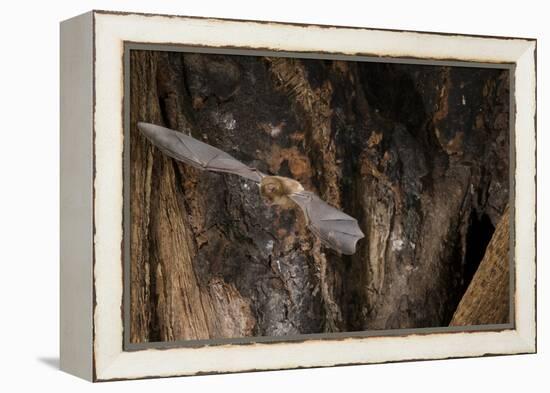 Red Leaf-Nosed Bat-Joe McDonald-Framed Premier Image Canvas