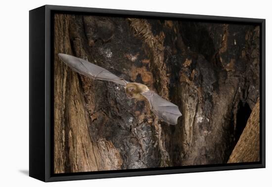 Red Leaf-Nosed Bat-Joe McDonald-Framed Premier Image Canvas