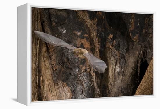 Red Leaf-Nosed Bat-Joe McDonald-Framed Premier Image Canvas