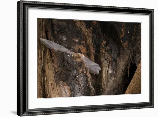 Red Leaf-Nosed Bat-Joe McDonald-Framed Photographic Print