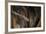 Red Leaf-Nosed Bat-Joe McDonald-Framed Photographic Print