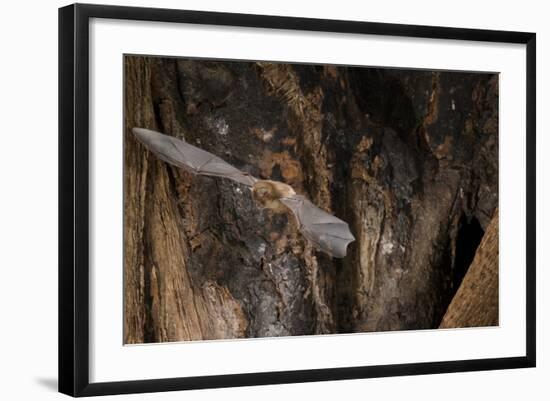 Red Leaf-Nosed Bat-Joe McDonald-Framed Photographic Print