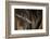 Red Leaf-Nosed Bat-Joe McDonald-Framed Photographic Print