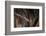 Red Leaf-Nosed Bat-Joe McDonald-Framed Photographic Print