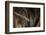 Red Leaf-Nosed Bat-Joe McDonald-Framed Photographic Print