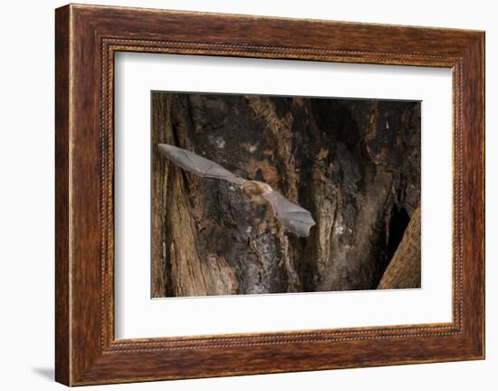 Red Leaf-Nosed Bat-Joe McDonald-Framed Photographic Print