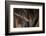 Red Leaf-Nosed Bat-Joe McDonald-Framed Photographic Print