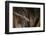 Red Leaf-Nosed Bat-Joe McDonald-Framed Photographic Print