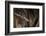 Red Leaf-Nosed Bat-Joe McDonald-Framed Photographic Print