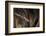 Red Leaf-Nosed Bat-Joe McDonald-Framed Photographic Print