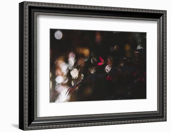 red leaf of the Japanese maple in of the spring sun.-Nadja Jacke-Framed Photographic Print