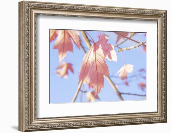 Red Leaves Blue Sky 1-null-Framed Photographic Print