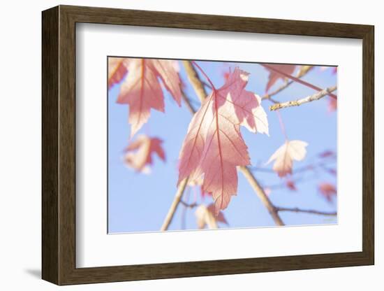 Red Leaves Blue Sky 1-null-Framed Photographic Print