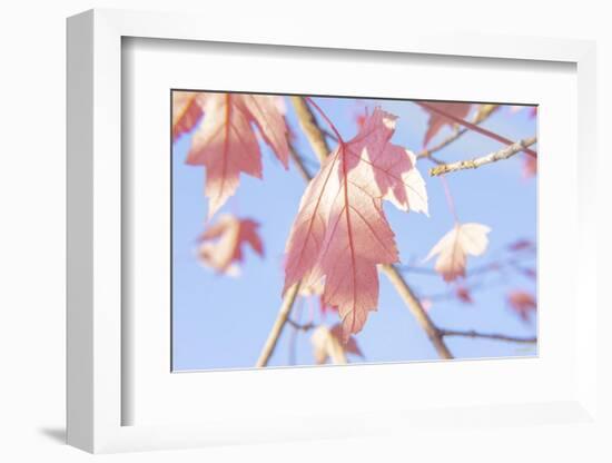 Red Leaves Blue Sky 1-null-Framed Photographic Print