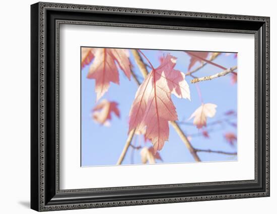 Red Leaves Blue Sky 1-null-Framed Photographic Print