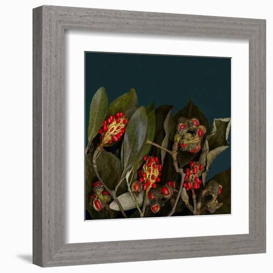 Red Leaves Magnolia Fruits-null-Framed Art Print