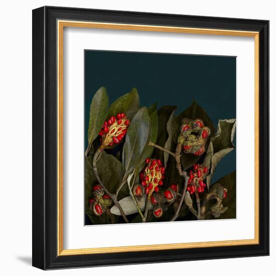 Red Leaves Magnolia Fruits-null-Framed Art Print