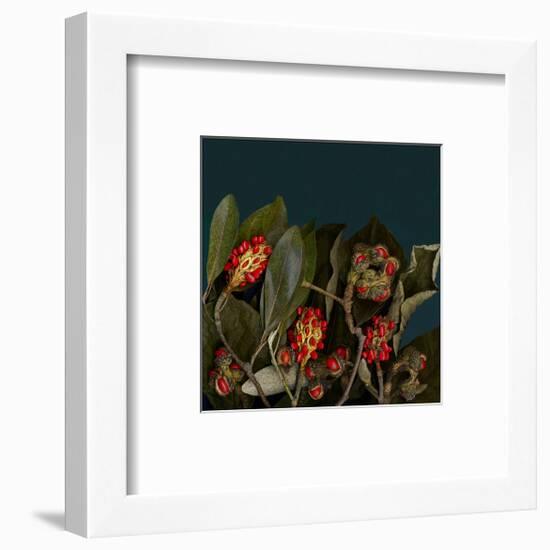 Red Leaves Magnolia Fruits-null-Framed Art Print