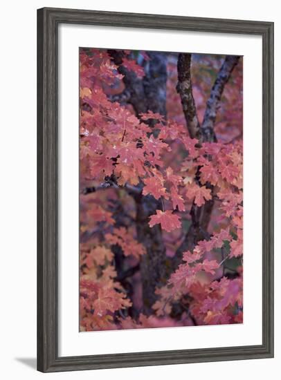 Red Leaves on a Big Tooth Maple (Acer Grandidentatum) in the Fall-James Hager-Framed Photographic Print