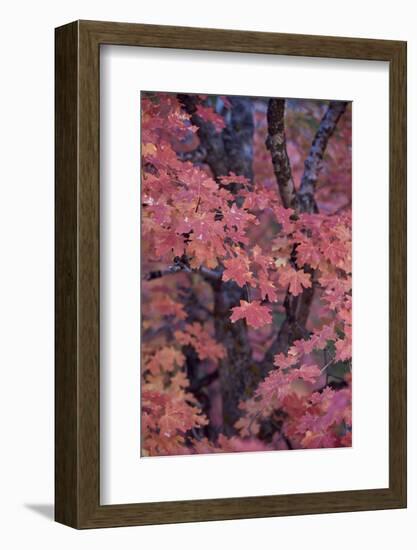 Red Leaves on a Big Tooth Maple (Acer Grandidentatum) in the Fall-James Hager-Framed Photographic Print