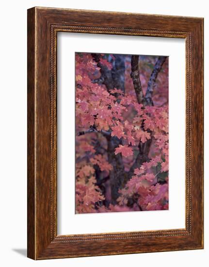 Red Leaves on a Big Tooth Maple (Acer Grandidentatum) in the Fall-James Hager-Framed Photographic Print