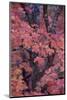 Red Leaves on a Big Tooth Maple (Acer Grandidentatum) in the Fall-James Hager-Mounted Photographic Print