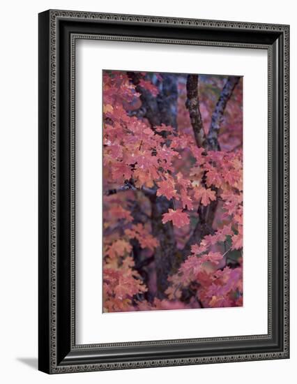 Red Leaves on a Big Tooth Maple (Acer Grandidentatum) in the Fall-James Hager-Framed Photographic Print