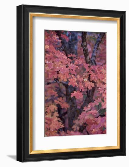 Red Leaves on a Big Tooth Maple (Acer Grandidentatum) in the Fall-James Hager-Framed Photographic Print