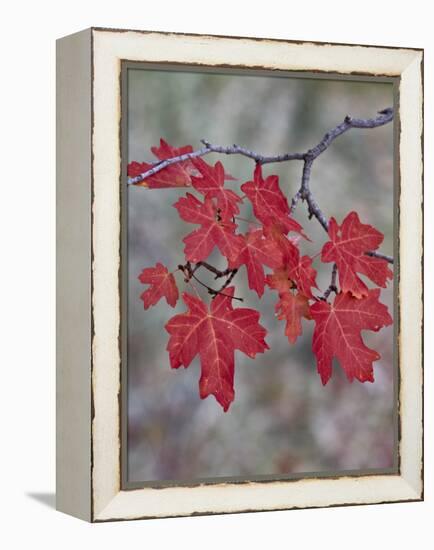 Red Leaves on a Big Tooth Maple Branch in the Fall-James Hager-Framed Premier Image Canvas