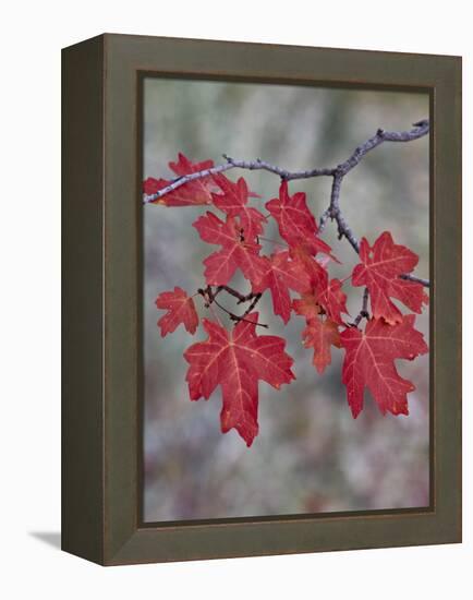 Red Leaves on a Big Tooth Maple Branch in the Fall-James Hager-Framed Premier Image Canvas