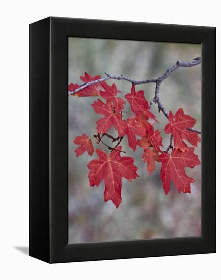 Red Leaves on a Big Tooth Maple Branch in the Fall-James Hager-Framed Premier Image Canvas