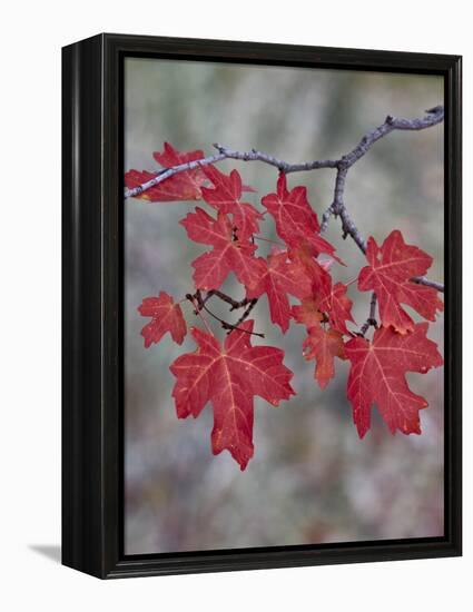 Red Leaves on a Big Tooth Maple Branch in the Fall-James Hager-Framed Premier Image Canvas