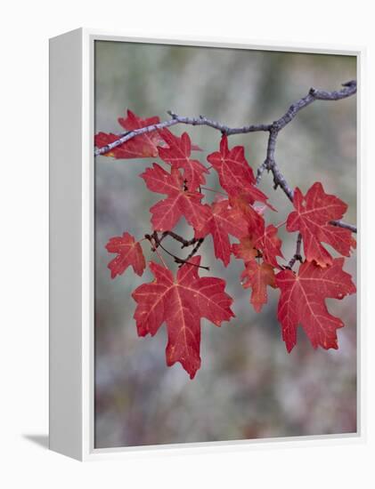 Red Leaves on a Big Tooth Maple Branch in the Fall-James Hager-Framed Premier Image Canvas