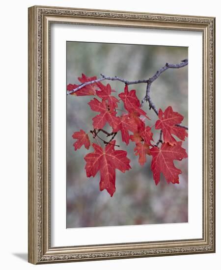 Red Leaves on a Big Tooth Maple Branch in the Fall-James Hager-Framed Photographic Print