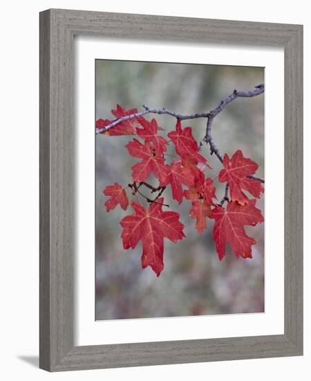 Red Leaves on a Big Tooth Maple Branch in the Fall-James Hager-Framed Photographic Print