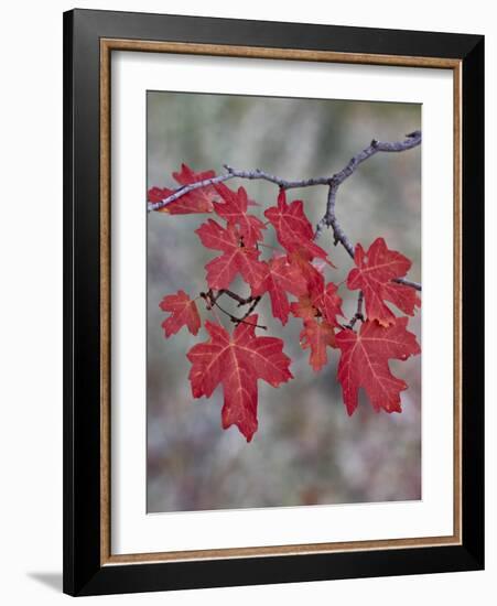 Red Leaves on a Big Tooth Maple Branch in the Fall-James Hager-Framed Photographic Print