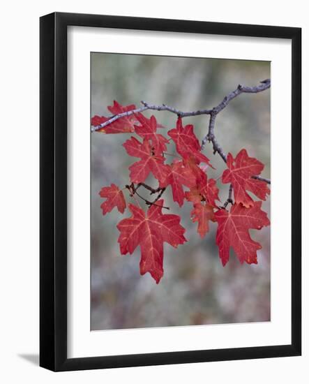 Red Leaves on a Big Tooth Maple Branch in the Fall-James Hager-Framed Photographic Print