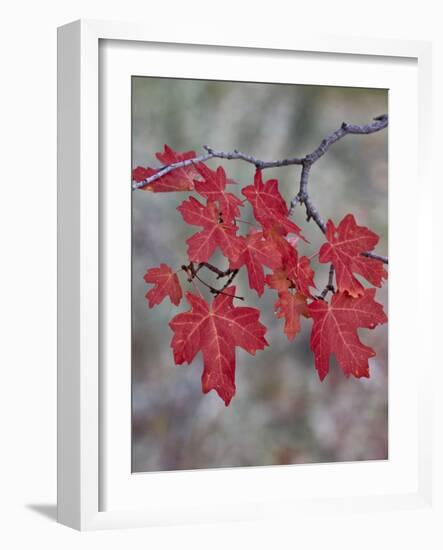 Red Leaves on a Big Tooth Maple Branch in the Fall-James Hager-Framed Photographic Print