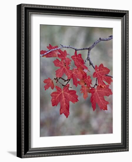 Red Leaves on a Big Tooth Maple Branch in the Fall-James Hager-Framed Photographic Print